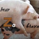 brav Za brava